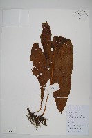 萊氏線蕨藏品圖，第1張