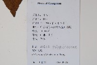 萊氏線蕨藏品圖，第2張