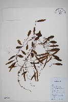 抱石蓮藏品圖，第1張