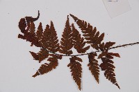 登錄號:P012549藏品圖，第3張