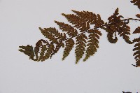 登錄號:P012549藏品圖，第4張