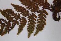 登錄號:P012549藏品圖，第5張