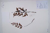 石生鐵角蕨藏品圖，第1張