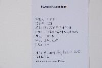 石生鐵角蕨藏品圖，第2張