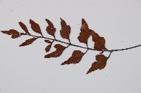 石生鐵角蕨藏品圖，第3張