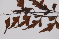 石生鐵角蕨藏品圖，第4張