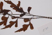 石生鐵角蕨藏品圖，第5張