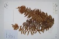 毛葉腎蕨藏品圖，第1張