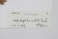 毛葉腎蕨藏品圖，第2張