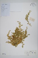 疏松卷柏藏品圖，第1張