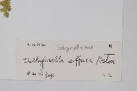 疏松卷柏藏品圖，第2張