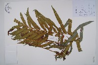 烏毛蕨藏品圖，第1張