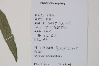 烏毛蕨藏品圖，第2張