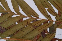 烏毛蕨藏品圖，第3張