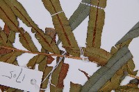 烏毛蕨藏品圖，第4張