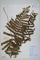 毛蕨藏品圖，第1張