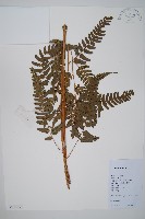 登錄號:P012558藏品圖，第1張