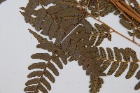 登錄號:P012558藏品圖，第3張