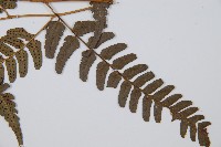 登錄號:P012558藏品圖，第4張