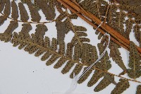 登錄號:P012558藏品圖，第5張