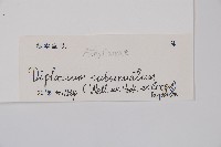 單葉雙蓋蕨藏品圖，第2張