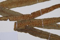 單葉雙蓋蕨藏品圖，第3張