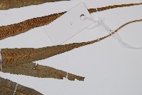 單葉雙蓋蕨藏品圖，第4張