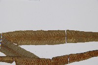 單葉雙蓋蕨藏品圖，第5張