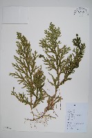 糙葉卷柏藏品圖，第1張