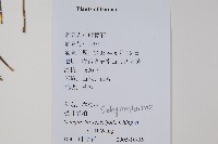 糙葉卷柏藏品圖，第2張