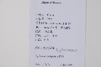 劍葉鐵角蕨、箭葉鐵角蕨藏品圖，第2張