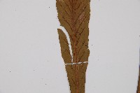 劍葉鐵角蕨、箭葉鐵角蕨藏品圖，第3張