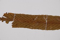 劍葉鐵角蕨、箭葉鐵角蕨藏品圖，第4張