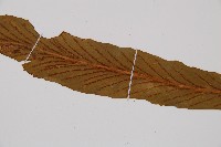 劍葉鐵角蕨、箭葉鐵角蕨藏品圖，第5張