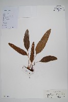 圓頂假瘤蕨藏品圖，第1張