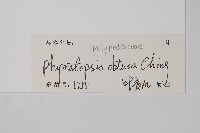 圓頂假瘤蕨藏品圖，第2張