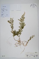 密葉卷柏藏品圖，第1張