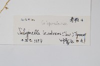 密葉卷柏藏品圖，第2張