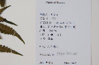 登錄號:P012564藏品圖，第2張