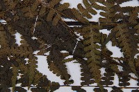 登錄號:P012564藏品圖，第3張