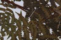 登錄號:P012564藏品圖，第4張