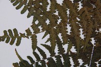 登錄號:P012564藏品圖，第5張