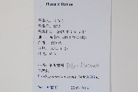 骨牌蕨藏品圖，第2張