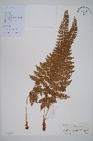 黑鱗耳蕨藏品圖，第1張