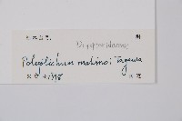 黑鱗耳蕨藏品圖，第2張