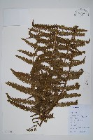 登錄號:P012568藏品圖，第1張