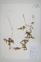 海金沙藏品圖，第1張