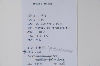 垂葉書帶蕨藏品圖，第2張