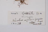 團羽鐵線蕨、團葉鐵線蕨、對葉鐵線蕨藏品圖，第2張