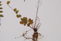 團羽鐵線蕨、團葉鐵線蕨、對葉鐵線蕨藏品圖，第3張